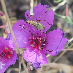 Scudderia furcata-1 by Eugene Zelenko. Used under a CC BY-SA 4.0 license.