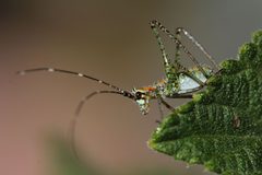Mexican Bush Katydid - Flickr - siamesepuppy by siamesepuppy. Used under a CC BY 2.0 license.