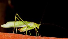 Broadwinged Bush Katydid by D. Gordon E. Robertson. Used under a CC BY-SA 3.0 license.