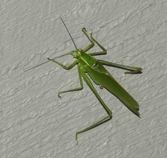 Scudderia septentrionalis by Peter Waycik. Used under a CC0 license.
