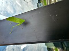 Stilpnochlora couloniana by Anguz451020. Used under a CC BY-SA 4.0 license.