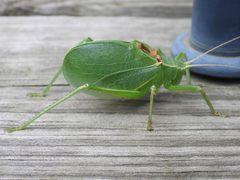 Paracyrtophyllus robustus by Grete Pasch. Used under a CC BY 4.0 license.