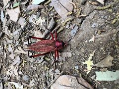 Red Katydid - Paracyrtophyllus robustus found on a hike 01 by Carly Burnham. Used under a CC0 license.