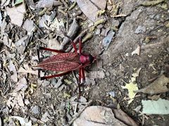 Red Katydid - Paracyrtophyllus robustus found on a hike 02 by Carly Burnham. Used under a CC0 license.