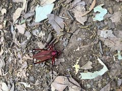 Red Katydid - Paracyrtophyllus robustus found on a hike 03 by Carly Burnham. Used under a CC0 license.