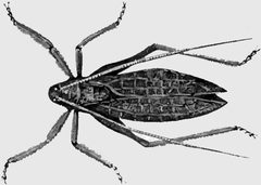 AmCyc Katydid by Unknown authorUnknown author. Used under a Public domain license.