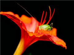 True Katydid Pterophylla camellifolia by Mymoon Moghul. Used under a CC BY-SA 3.0 license.