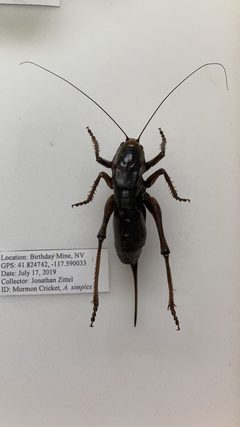 Anabrus simplex 84771004 by Kevin Salls. Used under a CC BY 4.0 license.