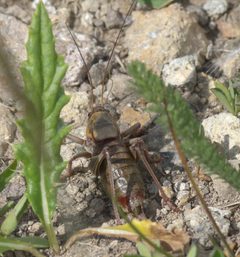Anabrus simplex P1270971a by 
xpda. Used under a CC BY-SA 4.0 license.