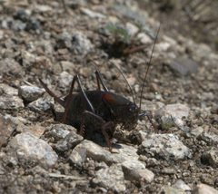 Anabrus simplex P1310832a by 
xpda. Used under a CC BY-SA 4.0 license.