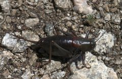 Anabrus simplex P1310836a by 
xpda. Used under a CC BY-SA 4.0 license.