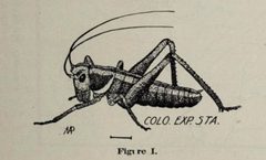 Anabrus simplex by Miriam Augusta Palmer by Miriam Augusta Palmer
. Used under a Public domain license.