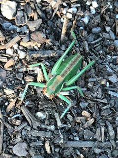 Idiostatus aberrans by iNaturalist user: dblanco. Used under a CC0 license.