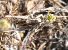 Idiostatus variegatus by https://www.inaturalist.org/photos/46890375. Used under a CC BY-SA 4.0 license.