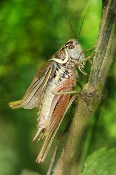 Metrioptera roeseli male Richard Bartz by Richard Bartz, Munich aka Makro Freak . Used under a CC BY-SA 2.5 license.