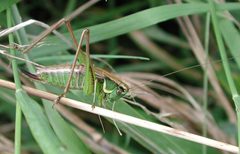 Metrioptera roeselii 2010 by G.-U. Tolkiehn. Used under a CC BY 2.5 license.
