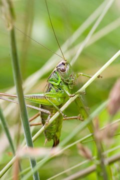 Metrioptera roeselii Female by Julius Rückert.. Used under a CC BY-SA 3.0 license.