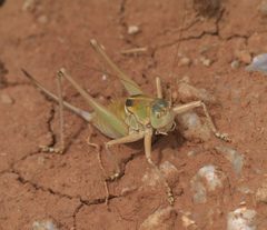 Pediodectes haldemanii P1490787a by 
xpda. Used under a CC BY-SA 4.0 license.