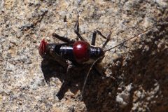 Phymonotus jacintotopos wellman divide 2019 by Grigory Heaton. Used under a CC BY-SA 4.0 license.