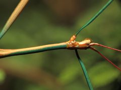 Arizona Walkingstick - Flickr - treegrow by Katja Schulz from Washington, D. C., USA. Used under a CC BY 2.0 license.