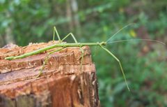 Diapheromera persimilis by Matteo Cassella. Used under a CC BY 4.0 license.