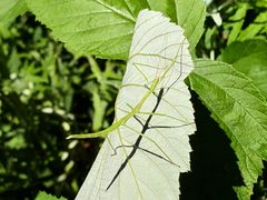 Manomera blatchleyi by Pete Grannis. Used under a CC BY 4.0 license.
