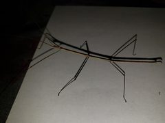 Manomera tenuescens by Arturo Santos. Used under a CC BY 4.0 license.