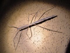 Pseudosermyle strigata by Annika Lindqvist. Used under a CC BY 4.0 license.