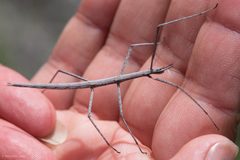 Western Short-horned Walkingstick imported from iNaturalist photo 34842801 on 21 March 2024 by (c) Ken-ichi Ueda, some rights reserved (CC BY). Used under a CC BY 4.0 license.
