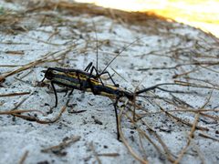 Anisomorpha-male-female by Tichaelmucker. Used under a Public domain license.