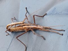 Anisomorpha buprestoides by Sparkomatic88. Used under a CC BY-SA 4.0 license.