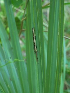 Anisomorpha buprestoides P1010148a by 
xpda. Used under a CC BY-SA 4.0 license.