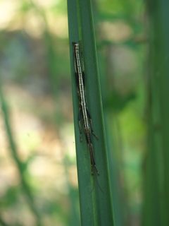 Anisomorpha buprestoides P1010152a by 
xpda. Used under a CC BY-SA 4.0 license.