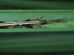 Anisomorpha buprestoides P1010154a by 
xpda. Used under a CC BY-SA 4.0 license.