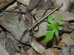 Anisomorpha buprestoides P1010161a by 
xpda. Used under a CC BY-SA 4.0 license.