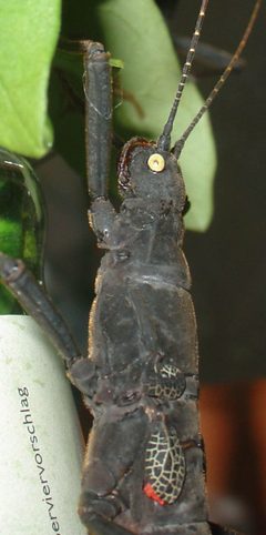 Weibchen Peruphasma schultei by Roman Willi. Used under a GFDL license.