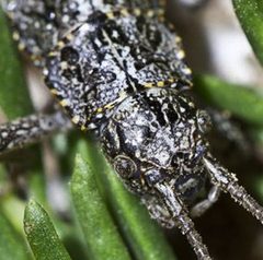 Timema genevievae - cropped by Timema_sp._-_walking_stick_insect.jpg: Simon Fraser University Public Affairs and Media Relations
derivative work: Obsidi♠nSoul. Used under a CC BY 2.0 license.