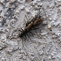 Allocapnia granulata by R. E. DeWalt. Used under a CC BY-SA 3.0 license.
