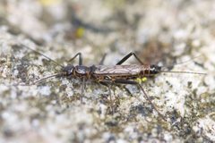 Allocapnia recta by Owen Strickland. Used under a CC BY 4.0 license.