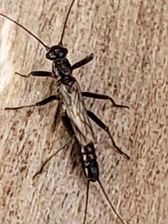 Allocapnia rickeri by Mark Richman. Used under a CC BY 4.0 license.