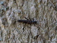 Allocapnia vivipara by Sarah Culliton. Used under a CC BY 4.0 license.