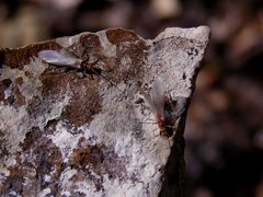 Soyedina vallicularia by R. E. DeWalt. Used under a CC BY-SA 3.0 license.