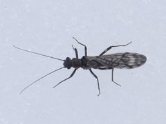 Zapada cinctipes by iNaturalist.ca user: sydcannings. Used under a CC BY-SA 4.0 license.