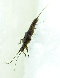 Oemopteryx glacialis f nymph by R. E. DeWalt. Used under a CC BY-SA 3.0 license.