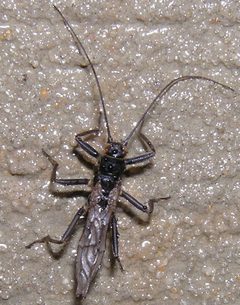 Oemopteryx glacialis m by R. E. DeWalt. Used under a CC BY-SA 3.0 license.