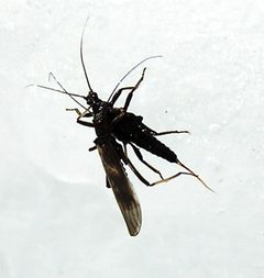Taeniopteryx nivalis by R. E. DeWalt. Used under a CC BY-SA 3.0 license.