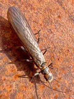 Kathroperla perdita by Mark Richman. Used under a CC BY 4.0 license.
