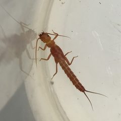 Kathroperla perdita larva by iNaturalist user: blacknosedace570. Used under a CC0 license.