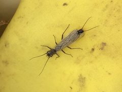 Paraperla frontalis by Hailey. Used under a CC BY 4.0 license.