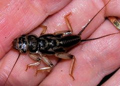 Acroneuria abnormis nymph by R. E. DeWalt. Used under a CC BY-SA 3.0 license.